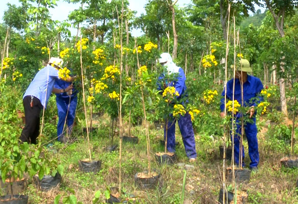 Dịch vụ Duy trì, Chăm sóc cây xanh Đô thị tại Lào Cai - Công ty Môi trường Đô thị tỉnh Lào Cai