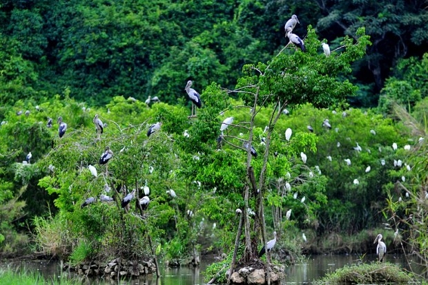 Khu du lịch sinh thái Tân Long nổi tiếng khắp cả nước bởi sự hiện diện của hàng nghìn giống chim như giống Cò, Vạc, Còng cọc,..