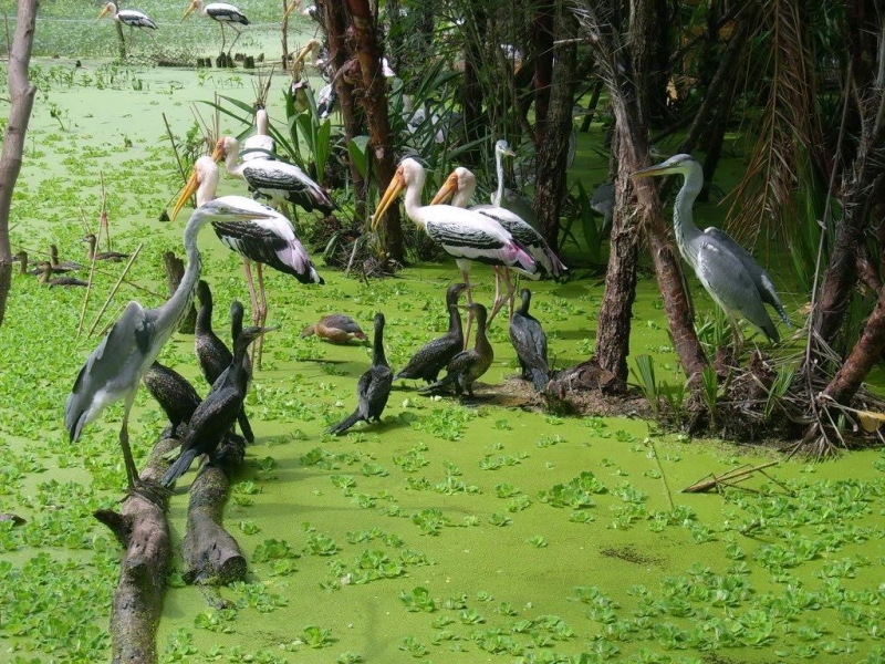 Hàng ngàn con chim tập trung sống ở Sân chim Cà Mau