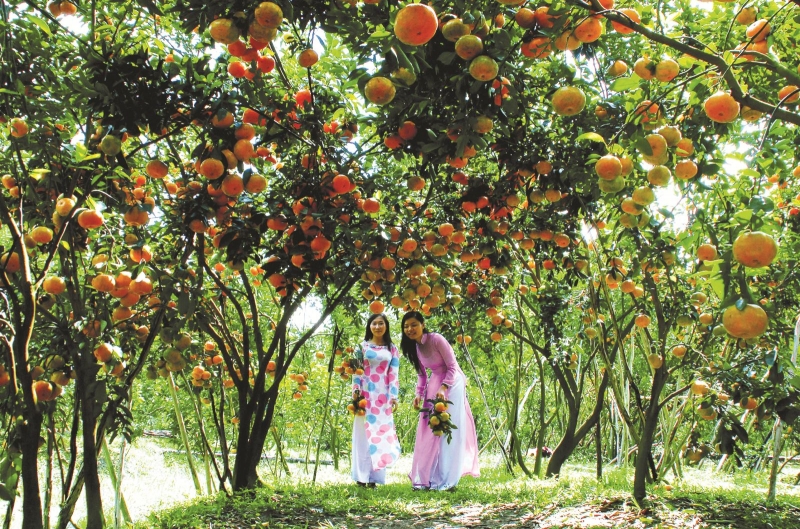 Vườn Trái cây Vàm Xáng là một trong những vườn trái cây tư nhân lớn nhất tại Cần Thơ